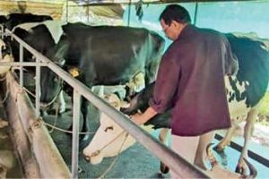 എറണാകുളം, ആലപ്പുഴ ജില്ലകളിൽ കുളമ്പുരോഗം പടരുന്നു