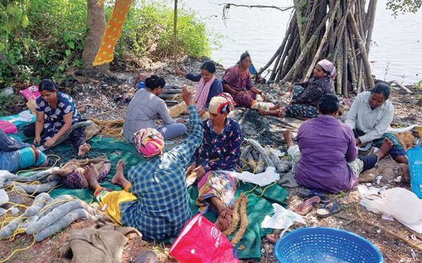 വിത്തിന് വില കുറഞ്ഞു മികച്ച വിളവ് പ്രതീക്ഷിച്ച് കല്ലുമ്മക്കായ കർഷകർ