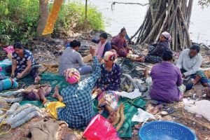 വിത്തിന് വില കുറഞ്ഞു മികച്ച വിളവ് പ്രതീക്ഷിച്ച് കല്ലുമ്മക്കായ കർഷകർ