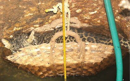 കിണറ്റിൽവീണ പുലിയെ പിടിച്ചത് നാലുമണിക്കൂർ നീണ്ട പരിശ്രമത്തിന് ഒടുവിൽ