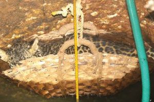 കിണറ്റിൽവീണ പുലിയെ പിടിച്ചത് നാലുമണിക്കൂർ നീണ്ട പരിശ്രമത്തിന് ഒടുവിൽ