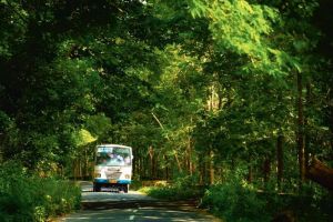 വിനോദയാത്ര കൂടുതൽ ‘കളറാ’കും; മഞ്ഞ-പച്ച ‘ആനവണ്ടി’കൾ കൂട്ടും