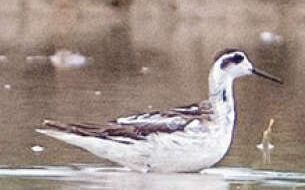 പാലക്കാട്ടേക്ക് വിരുന്നെത്തി, പമ്പരക്കാട