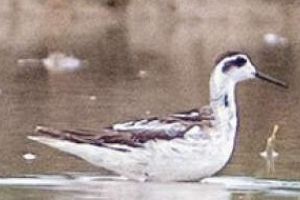 പാലക്കാട്ടേക്ക് വിരുന്നെത്തി, പമ്പരക്കാട