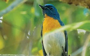 വി.ടി.ബി. കോളേജ് വളപ്പ് നൂറ്റമ്പതിലേറെ ജീവികളുടെ ജൈവവൈവിധ്യ കലവറ