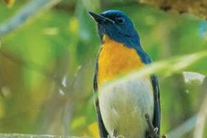 വി.ടി.ബി. കോളേജ് വളപ്പ് നൂറ്റമ്പതിലേറെ ജീവികളുടെ ജൈവവൈവിധ്യ കലവറ