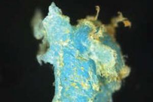 നാലുപതിറ്റാണ്ട് മുൻപേ തുടങ്ങിയെന്ന് പഠനം