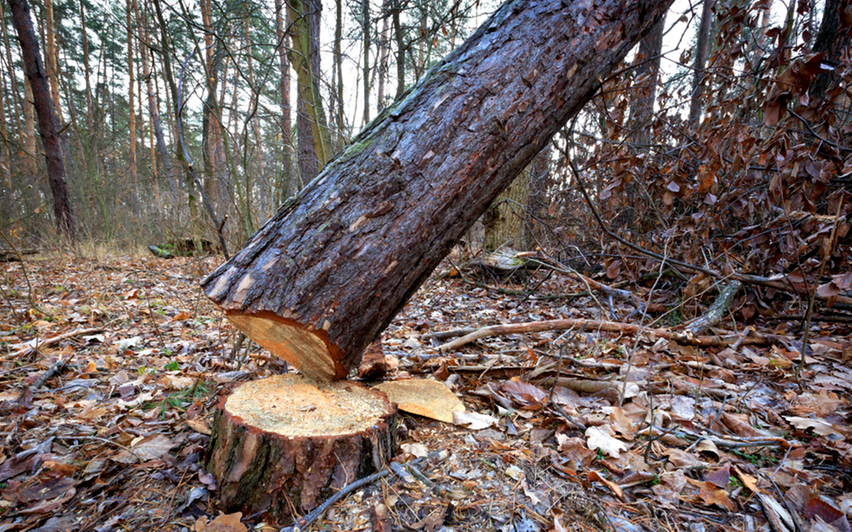 കുംഭമേളയ്ക്കായി  1670 മരം മുറിക്കുന്നു; 1200 ഏക്കറിൽ സന്ന്യാസിഗ്രാമം നിർമ്മിക്കാൻ പദ്ധതി