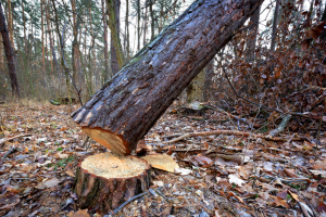 കുംഭമേളയ്ക്കായി  1670 മരം മുറിക്കുന്നു; 1200 ഏക്കറിൽ സന്ന്യാസിഗ്രാമം നിർമ്മിക്കാൻ പദ്ധതി