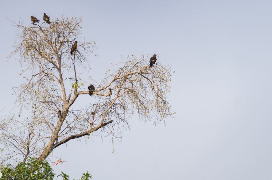 ന്യൂമാഹി ടൗണിലെ ദേശാടന പക്ഷികളുടെ പ്രശ്നം: പ്രകടന പത്രികയിലെ 'ശാസ്ത്രീയ പരിഹാരം' ഒരു പ്രഹേളികയോ?  :ബഷീർ ഏരത്ത് . പെരിങ്ങാടി