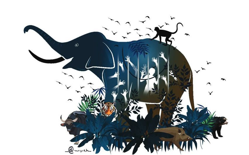 വന്യജീവി ആക്രമണം: അഞ്ചു വർഷത്തിൽ തൃശ്ശൂരിൽ കൊല്ലപ്പെട്ടത് 57 പേർ