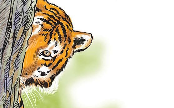 കടുവകളുടെ പ്രജനനകാലം: ജാഗ്രതാ അറിയിപ്പുമായി വനംവകുപ്പ്