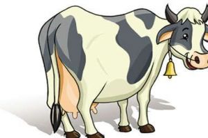 ചർമമുഴ-കുളമ്പ് രോഗങ്ങൾപ്രതിരോധ കുത്തിവെപ്പുയജ്ഞം ഇന്നുമുതൽ