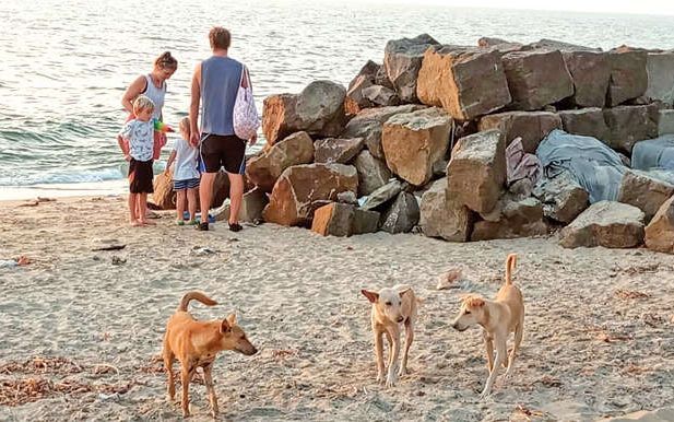 ബീച്ചുകളിൽ തെരുവുനായ ശല്യം രൂക്ഷം; സഞ്ചാരികൾ ആശങ്കയിൽ
