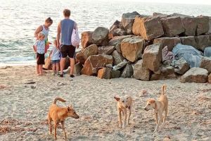 ബീച്ചുകളിൽ തെരുവുനായ ശല്യം രൂക്ഷം; സഞ്ചാരികൾ ആശങ്കയിൽ