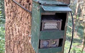 കടുവ നിരീക്ഷണം ശക്തം