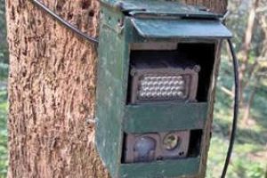 കടുവ നിരീക്ഷണം ശക്തം