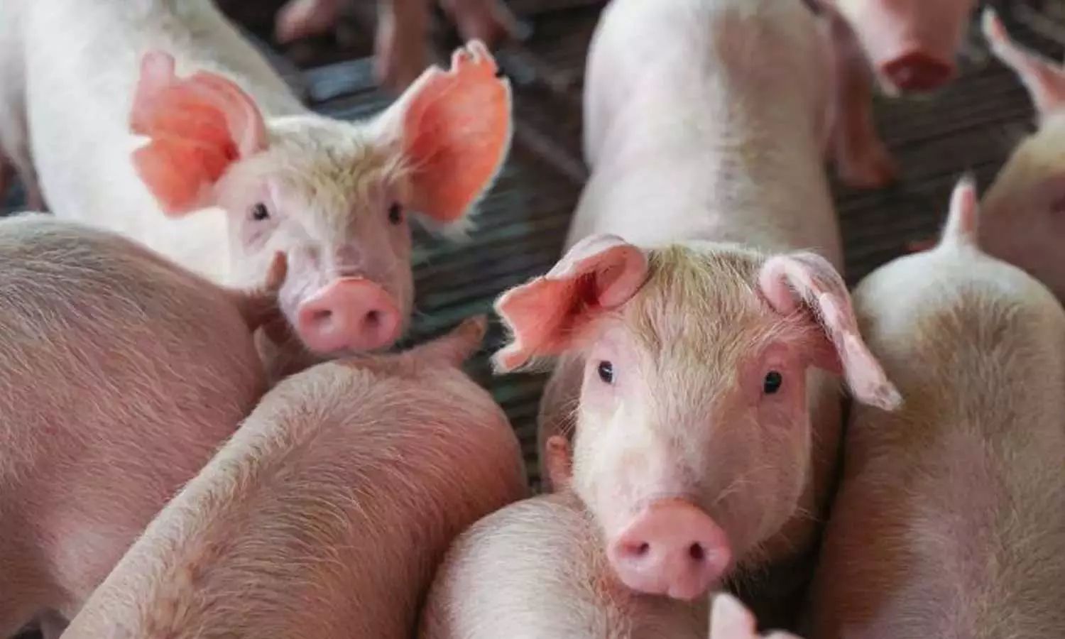 വീണ്ടും ആഫ്രിക്കൻ പന്നിപ്പനി; പ്രതിരോധം കടുപ്പിക്കുന്നു