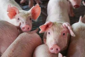 വീണ്ടും ആഫ്രിക്കൻ പന്നിപ്പനി; പ്രതിരോധം കടുപ്പിക്കുന്നു