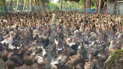 കേരളത്തിൽ വീണ്ടും പക്ഷിപ്പനി; ആലപ്പുഴയിലും കോട്ടയത്തും സ്ഥിരീകരിച്ചു