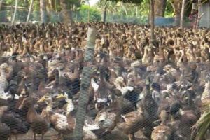 കേരളത്തിൽ വീണ്ടും പക്ഷിപ്പനി; ആലപ്പുഴയിലും കോട്ടയത്തും സ്ഥിരീകരിച്ചു