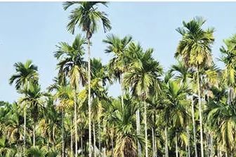 മഞ്ഞളിപ്പ് ബാധ; കർഷകർ ആശങ്കയിൽ