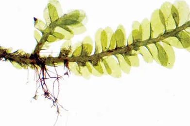 പുതിയ ഇനം അപുഷ്‌പിത സസ്യത്തെ കണ്ടെത്തി കാലിക്കറ്റിലെ ഗവേഷകർ