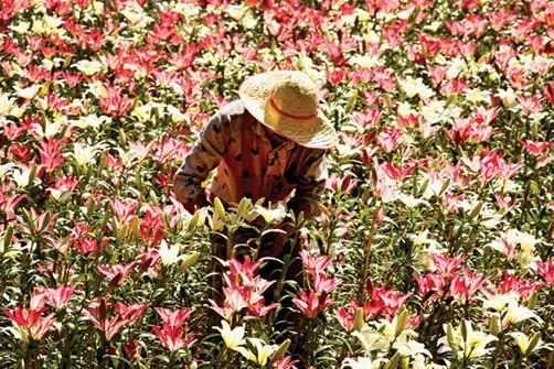 അന്താരാഷ്ട്ര പുഷ്‌പമേള 'പൂപ്പൊലി' ഇന്നുതുടങ്ങും