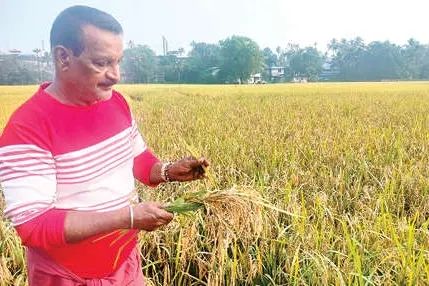 കൊയ്തെടുക്കാറായ നെല്ലിൽ ഉണക്കുരോഗം പടരുന്നു