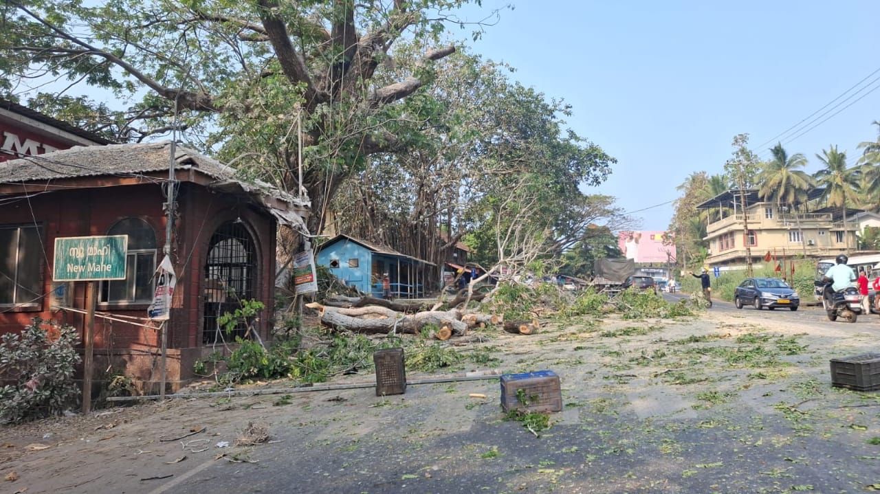 കൂറ്റൻ തണൽ മരം മുറിച്ചു മാറ്റി