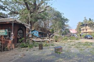 കൂറ്റൻ തണൽ മരം മുറിച്ചു മാറ്റി