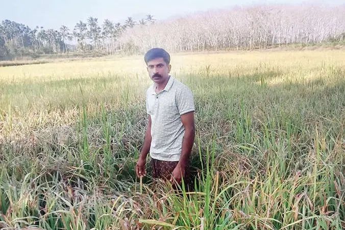 നെൽക്കൃഷിക്ക് വ്യാപകരോഗം പ്രതിസന്ധിയിൽ നെൽക്കർഷകർ