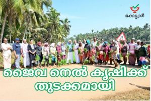 ജൈവനെൽകൃഷിക്ക് തുടക്കമായി ... 'ഭക്ഷ്യശ്രീ ' ബഹുജനസംഘടനയും കോഴിക്കോട് ജില്ലാ ജൈവ കാർഷിക സമിതിയും കൈകോർക്കുന്നു