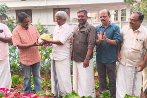 ശീതകാല പച്ചക്കറി വിളവെടുത്തു.