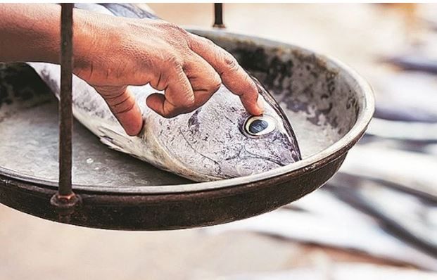 സാഗർ റാണിയും ഫോർമാലിനും ; ചെകിളപ്പൂക്കളിലെ ചുവപ്പ് നിറം നഷ്ടപ്പെട്ട മീൻ വാങ്ങാതിരുന്നാലും