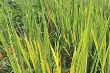 ഇലചുരുട്ടിപ്പുഴുവും മഞ്ഞപ്പും; ഇരുട്ടടിയേറ്റ് കർഷകർ