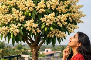 കാർഷിക രംഗത്തെ 'അത്ഭുത' ചികിത്സകൾ: നിശബ്ദമാകുന്ന ശാസ്ത്രവും കർഷകന്റെ പ്രതീക്ഷകളും :ദിവാകരൻ ചോമ്പാല