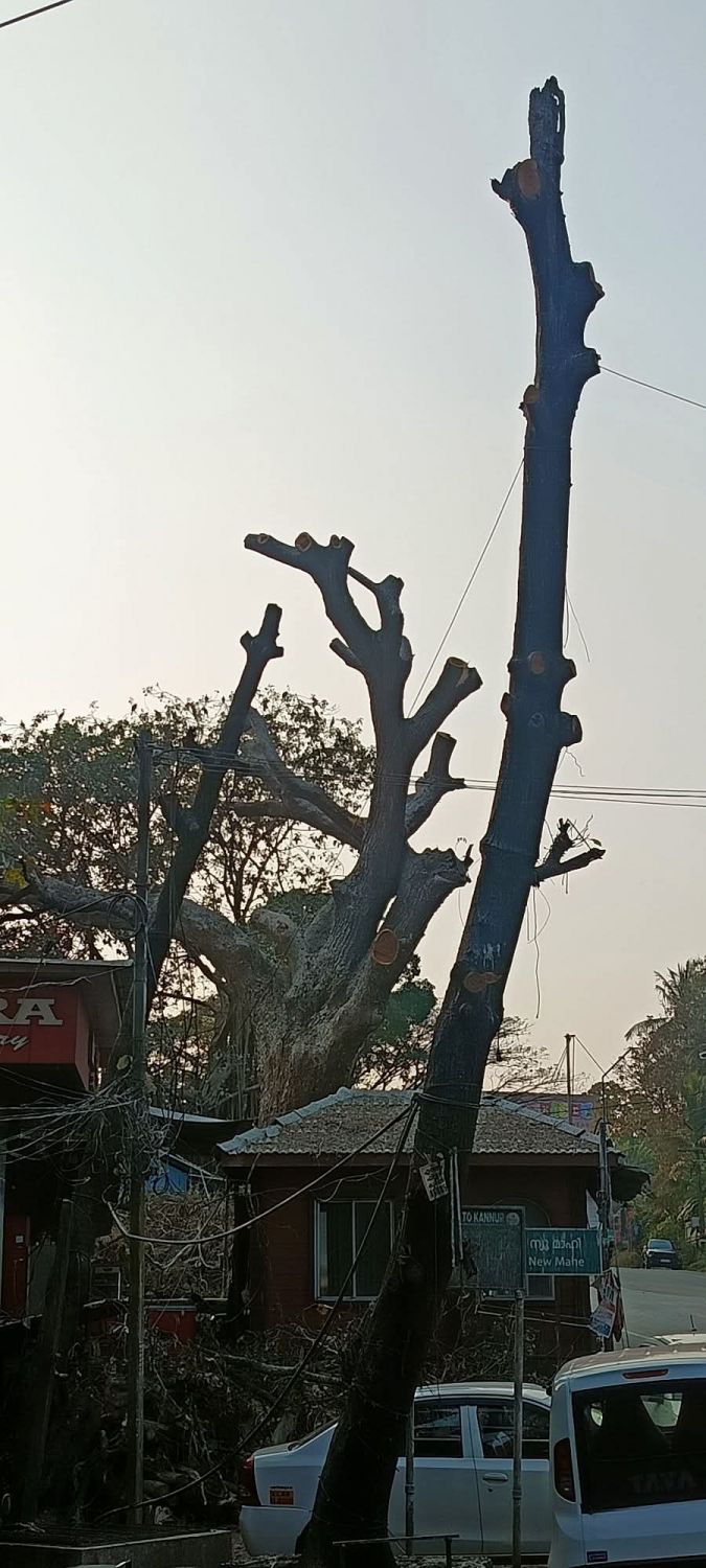 ശാസ്ത്രീയമായ 'മൊട്ടയടിക്കൽ': ന്യൂമാഹിയിലെ ആ അത്ഭുത കാഴ്ച! :ബഷീർ ഏരത്ത്, പെരിങ്ങാടി