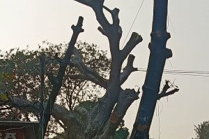 ശാസ്ത്രീയമായ 'മൊട്ടയടിക്കൽ': ന്യൂമാഹിയിലെ ആ അത്ഭുത കാഴ്ച! :ബഷീർ ഏരത്ത്, പെരിങ്ങാടി