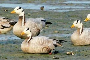 പറന്ന്‌, പറന്ന്‌ ഹിമാലയം കടന്ന്