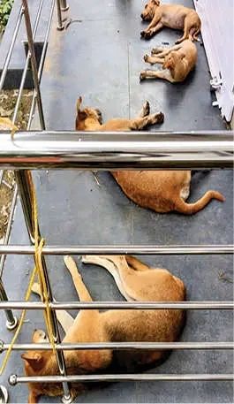 സർവകലാശാലാ കാംപസിൽ അഞ്ചുപേർക്ക്  തെരുവുനായയുടെ കടിയേറ്റു