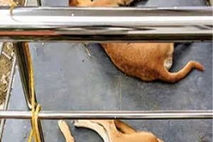 സർവകലാശാലാ കാംപസിൽ അഞ്ചുപേർക്ക്  തെരുവുനായയുടെ കടിയേറ്റു