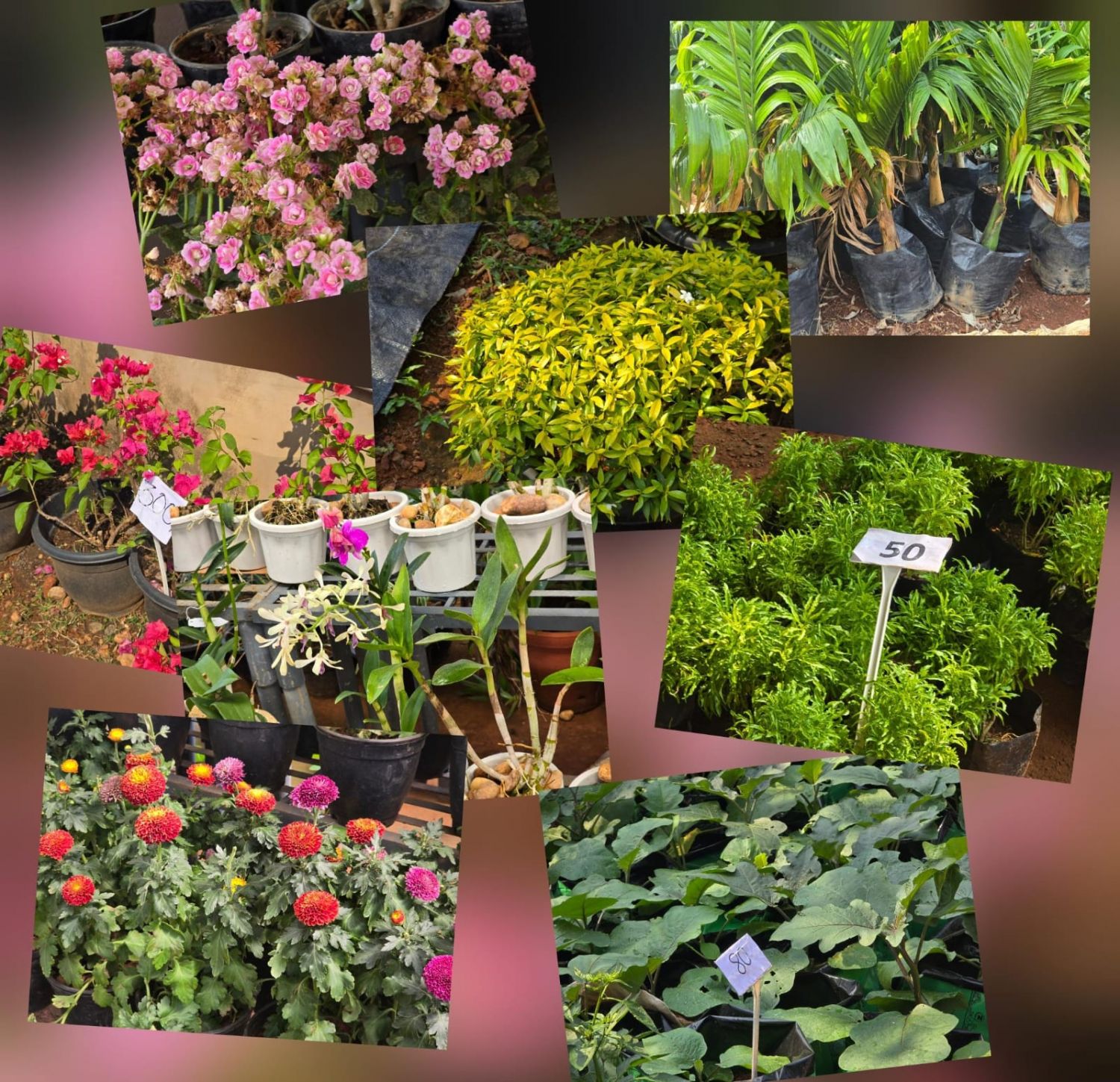 whatsapp-image-2026-01-26-at-9.01.08-am