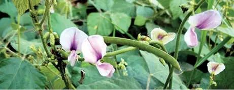 മലഞ്ചരക്ക് വിപണിയിൽ താരമായി തോട്ടപ്പയർ വില 1200 കടന്നു