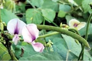 മലഞ്ചരക്ക് വിപണിയിൽ താരമായി തോട്ടപ്പയർ വില 1200 കടന്നു