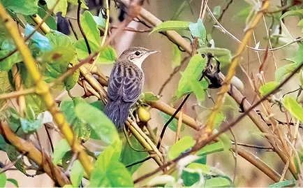 യൂറോപ്പിലെ പുൽക്കുരുവി തൃത്താലയിലെത്തി