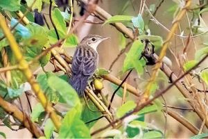 യൂറോപ്പിലെ പുൽക്കുരുവി തൃത്താലയിലെത്തി