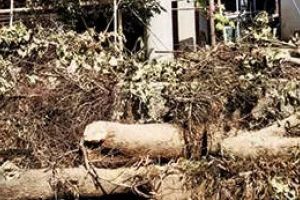 വടകരയിലെ ഒരു തണൽകൂടി മാഞ്ഞു