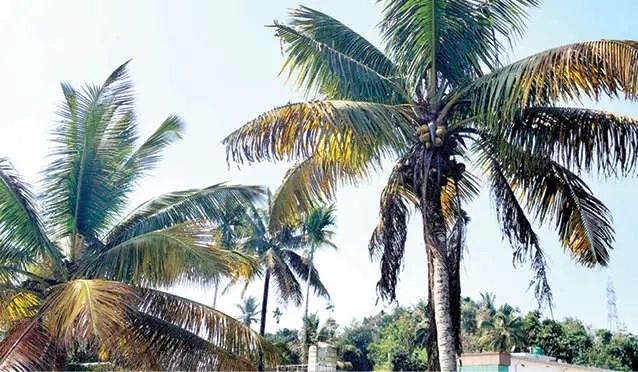 തെങ്ങുകളിൽ മഞ്ഞളിപ്പുരോഗം പടരുന്നു നിരാശയിൽ കർഷകർ