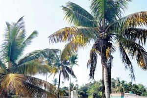 തെങ്ങുകളിൽ മഞ്ഞളിപ്പുരോഗം പടരുന്നു നിരാശയിൽ കർഷകർ